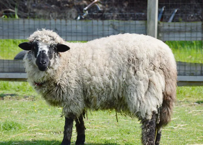 Vakantiehuis Reetdachhaus 6, Inkl 2 Parkplaetze *
